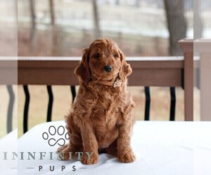 Goldendoodle (Miniature) Puppy for sale in GAP, PA, USA