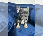 Small Photo #9 French Bulldog Puppy For Sale in BOSTON, MA, USA
