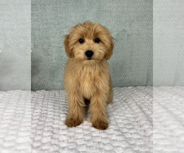 Medium Photo #3 Goldendoodle Puppy For Sale in FRANKLIN, IN, USA
