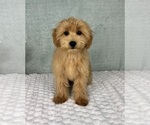 Small #2 Goldendoodle