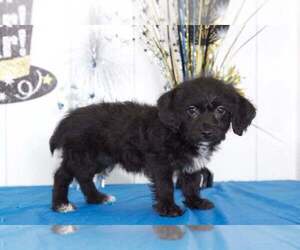 Yo-Chon Puppy for sale in BEL AIR, MD, USA