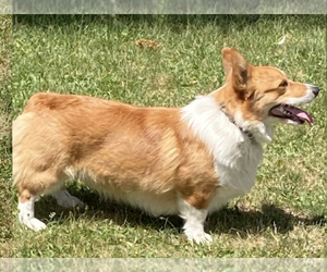 Father of the Pembroke Welsh Corgi puppies born on 06/08/2023