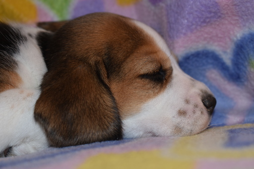 Medium Photo #7 Beagle Puppy For Sale in REASNOR, IA, USA