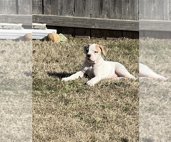 Medium Photo #2 American Bulldog Puppy For Sale in BONAIRE, GA, USA