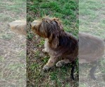 Small #2 German Wirehaired Pointer