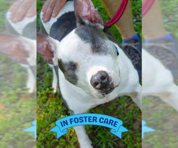 Medium Photo #11 American Staffordshire Terrier-Unknown Mix Puppy For Sale in Tallahassee, FL, USA