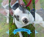 Small #10 American Staffordshire Terrier Mix