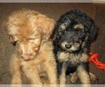 Small Photo #28 Aussie-Poo Puppy For Sale in LINCOLN, AL, USA