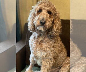 Trooper Dec 24 - Male Goldendoodle Dog for Adoption - Photo #11