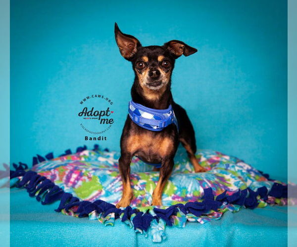 Medium Photo #1 Chiweenie Puppy For Sale in Salt Lake City, UT, USA