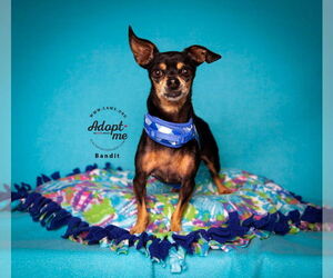 Chiweenie Dogs for adoption in Salt Lake City, UT, USA