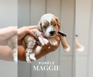 Cock-A-Poo Puppy for sale in TRINITY, NC, USA