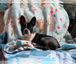 Small Photo #4 Boston Terrier Puppy For Sale in IMPERIAL BCH, CA, USA