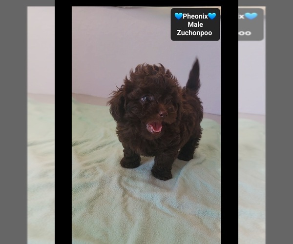 Medium Photo #3 Poodle (Toy)-Zuchon Mix Puppy For Sale in TUCSON, AZ, USA