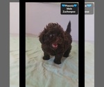 Phoenix - Male Poodle (Toy)-Zuchon Mix Puppy for Sale - Photo #3