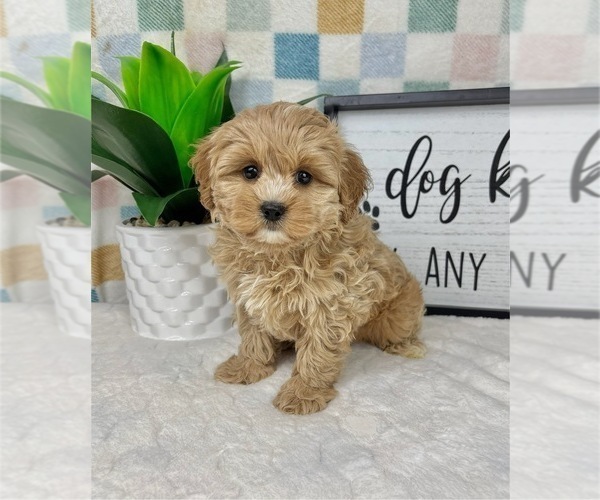 Medium Photo #3 Cavapoo (Miniature) Puppy For Sale in FRANKLIN, IN, USA
