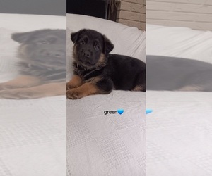 German Shepherd Dog Puppy for sale in PELZER, SC, USA