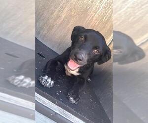 Mutt Dogs for adoption in San Antonio, TX, USA