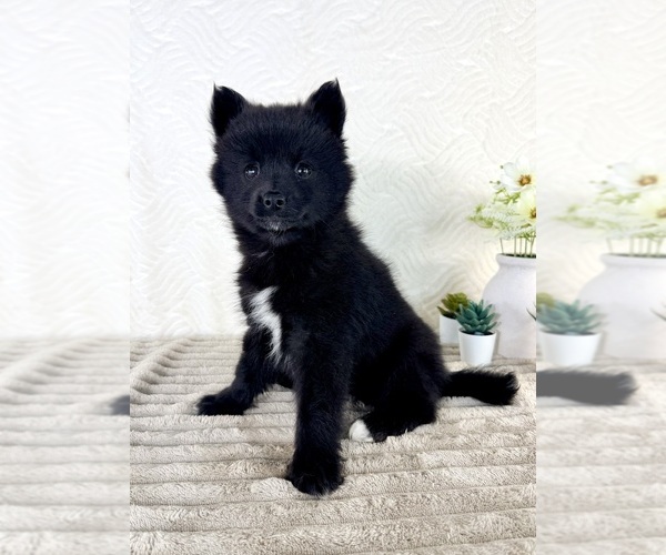 Medium Photo #2 Pomsky Puppy For Sale in GREENFIELD, IN, USA