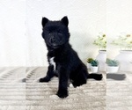 Small #1 Pomsky