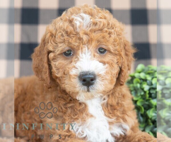 Medium Photo #4 Goldendoodle (Miniature) Puppy For Sale in DORNSIFE, PA, USA