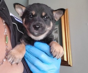 Shiba Inu Puppy for sale in SPRING VALLEY, CA, USA