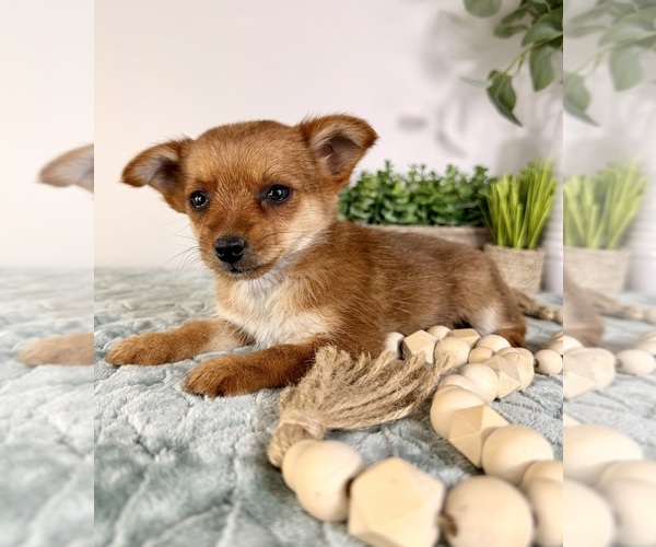 Medium Photo #13 Chi-Corgi Puppy For Sale in GREENFIELD, IN, USA