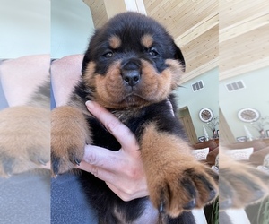 Rottweiler Puppy for sale in BROWNSVILLE, VT, USA
