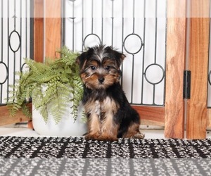 Yorkshire Terrier Puppy for sale in NAPLES, FL, USA