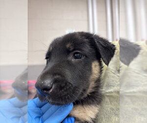 Labrador Retriever-Unknown Mix Dogs for adoption in Las Vegas, NV, USA