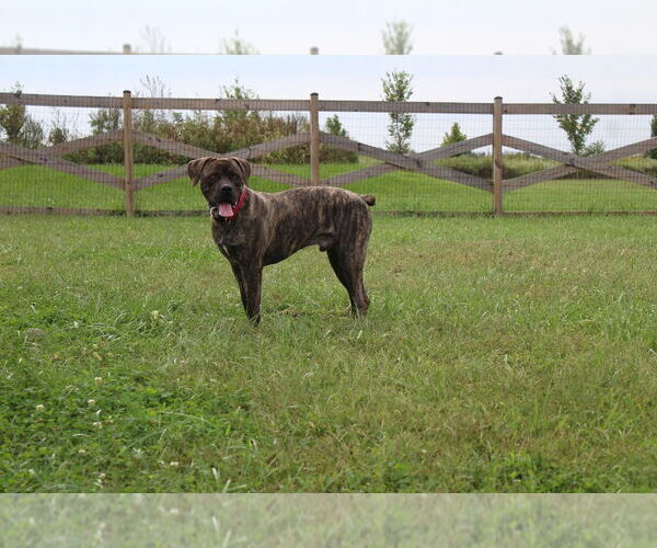 Medium Photo #4 Mutt Puppy For Sale in Chestertown, MD, USA