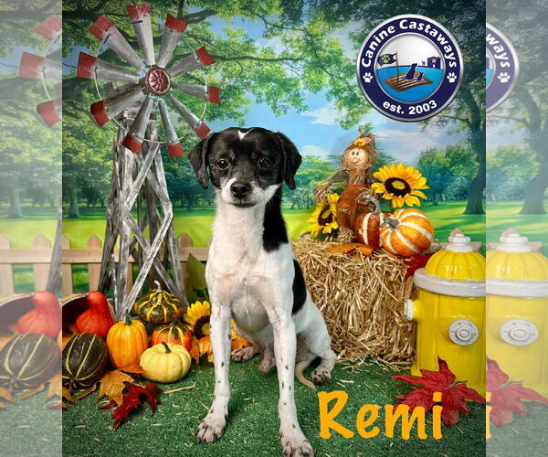 Medium Photo #4 Rat Terrier-Unknown Mix Puppy For Sale in Arcadia, FL, USA