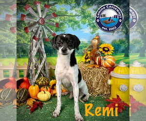 Shih Tzu-Unknown Mix Dogs for adoption in Arcadia, FL, USA