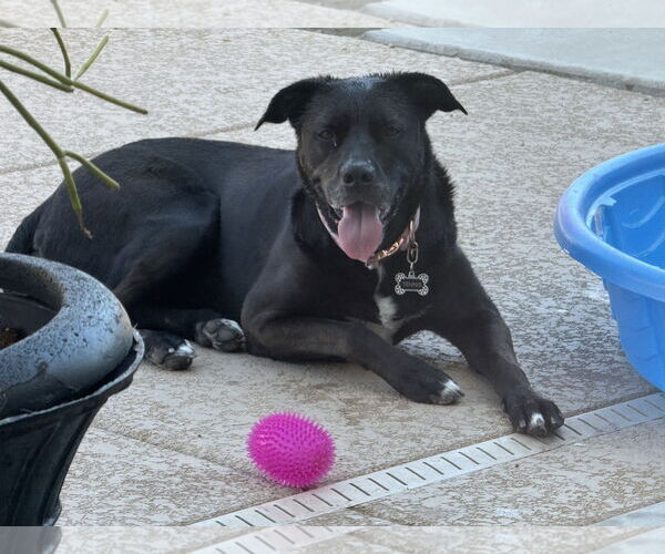 Medium Photo #4 American Pit Bull Terrier-Labrador Retriever Mix Puppy For Sale in Chandler, AZ, USA