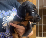 Puppy Light purple Doberman Pinscher