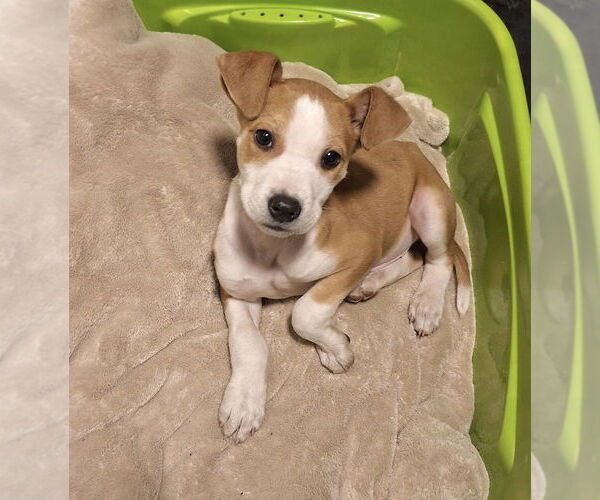 Medium Photo #2 Jack Russell Terrier-Unknown Mix Puppy For Sale in Mobile, AL, USA