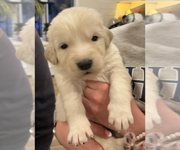 Medium Photo #3 Maremma Sheepdog Puppy For Sale in LECOMPTON, KS, USA