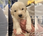 Small Photo #3 Maremma Sheepdog Puppy For Sale in LECOMPTON, KS, USA