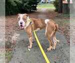 Small #19 Mutt