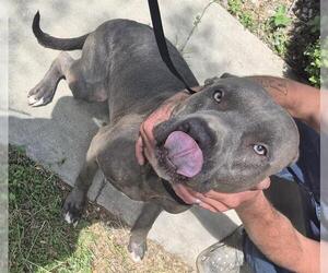 American Staffordshire Terrier-Unknown Mix Dogs for adoption in San Antonio, TX, USA