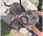 Small American Staffordshire Terrier Mix