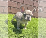 Small Photo #65 French Bulldog Puppy For Sale in JACKSONVILLE, FL, USA