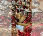 Puppy 4 Golden Labrador-Golden Retriever Mix