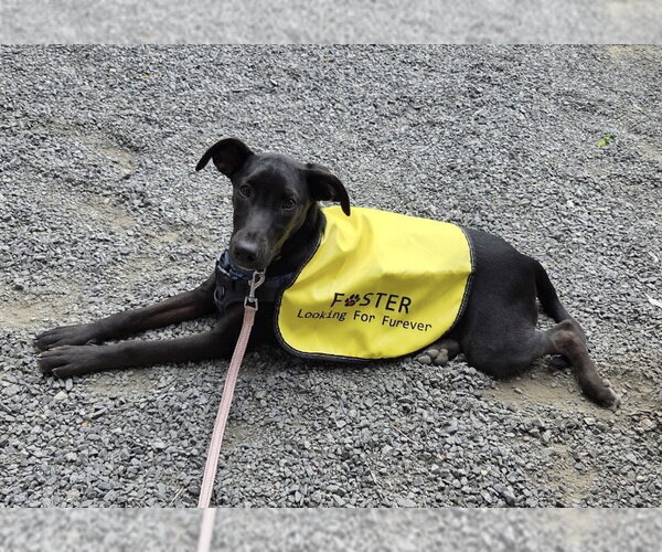 Medium Photo #9 Doberman Pinscher-Miniature Schnauzer Mix Puppy For Sale in Pottstown, PA, USA