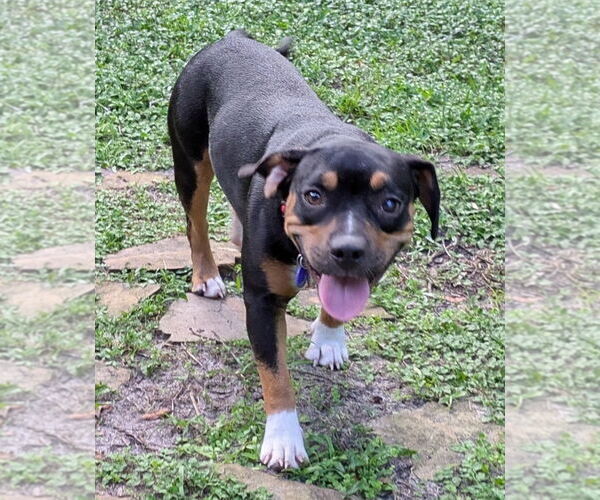 Medium Photo #2 Beabull Puppy For Sale in Dunnellon, FL, USA