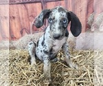 Small #1 Catahoula Leopard Dog