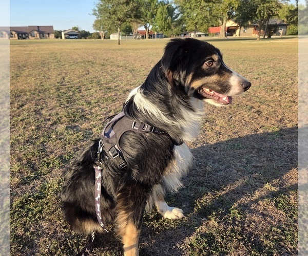 Medium Photo #10 Miniature Australian Shepherd Puppy For Sale in WILLS POINT, TX, USA
