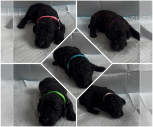 Poodle (Standard) Puppy for sale in EXETER, CA, USA
