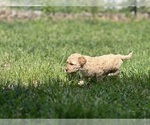 Small #12 Goldendoodle-Shih Tzu Mix