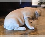 Small Photo #2 French Bulldog Puppy For Sale in CHINO HILLS, CA, USA